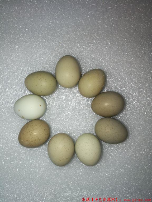 蓝胸鹌鹑（芦丁鸡）种蛋，受精蛋在哪里购买？-第9张图片