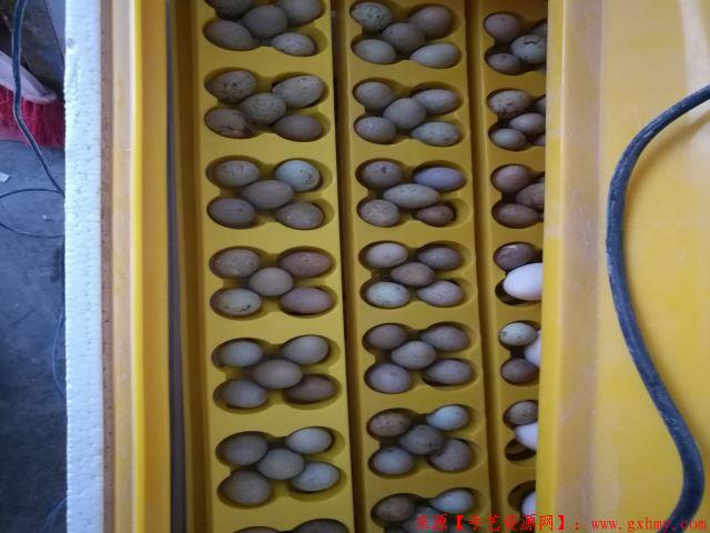 蓝胸鹌鹑（芦丁鸡）种蛋，受精蛋在哪里购买？-第5张图片
